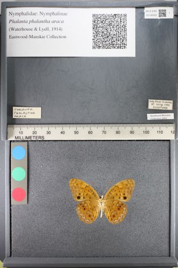 Media type: image;   Entomology 138352